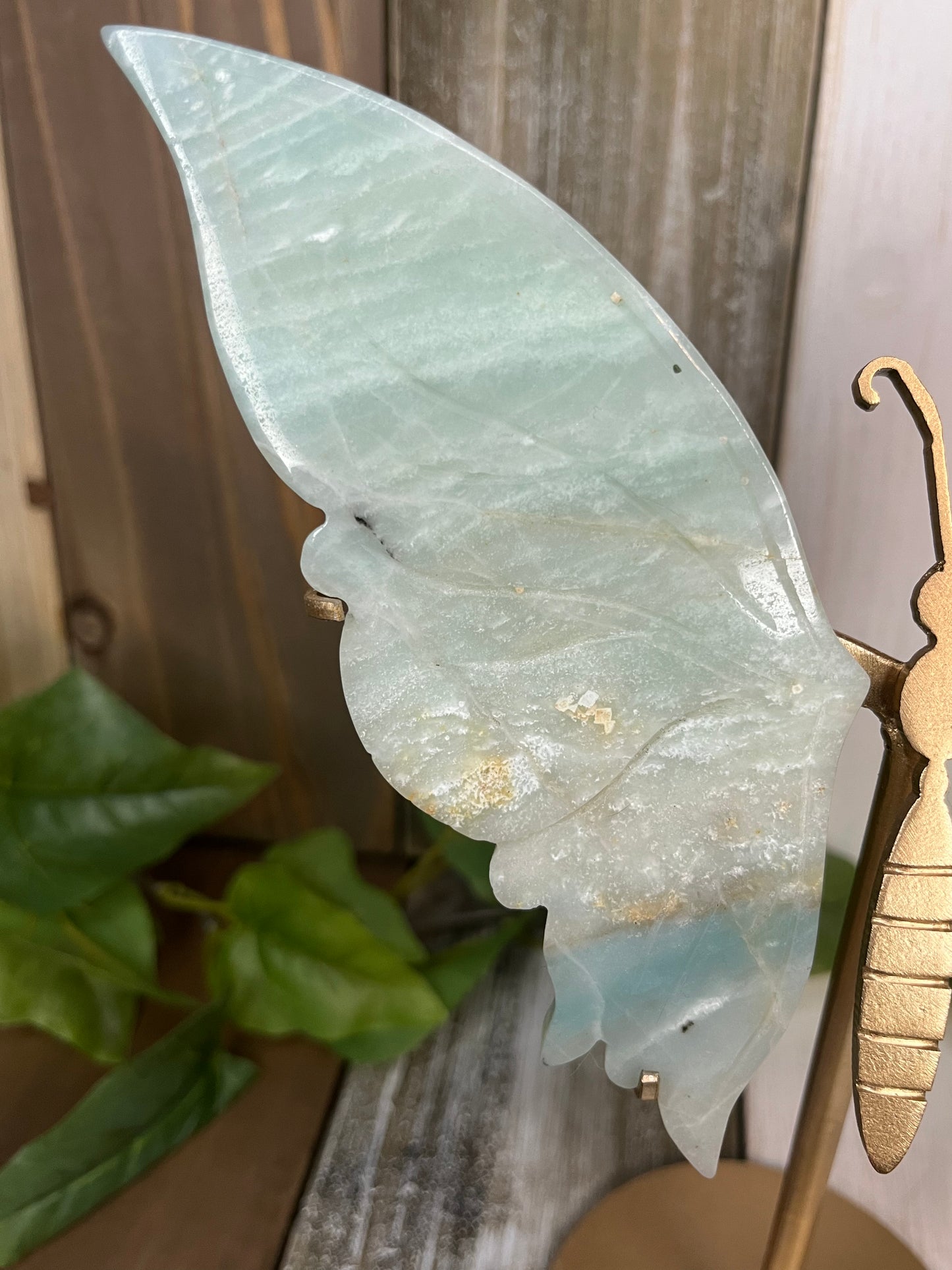 Caribbean Calcite Butterfly Wings