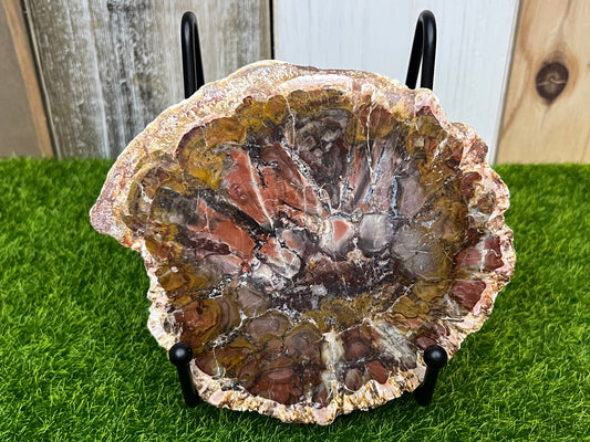 Vibrant Petrified Wood Slab