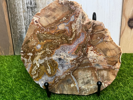 Petrified Wood Slab